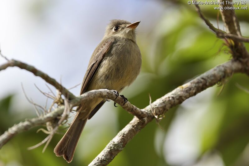 Cuban Pewee