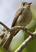 Cuban Pewee