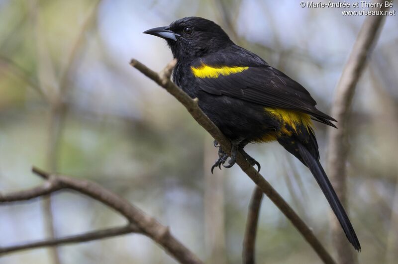 Cuban Oriole