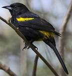 Oriole de Cuba