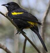 Cuban Oriole