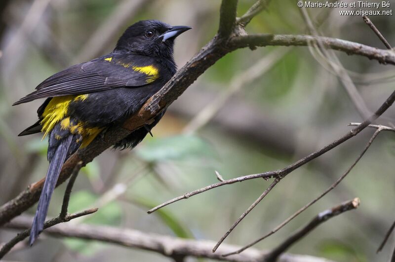 Cuban Oriole