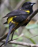 Cuban Oriole