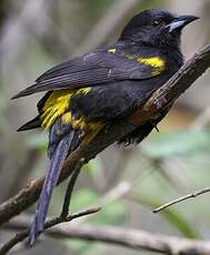 Oriole de Cuba