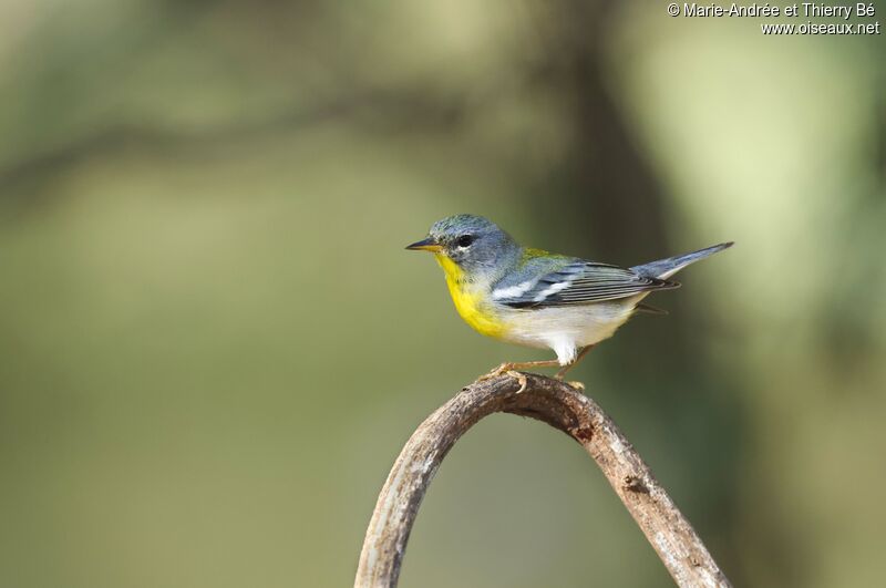 Paruline à collier