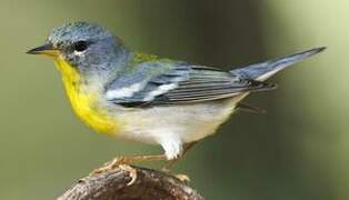 Northern Parula