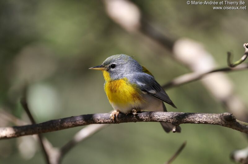 Northern Parula