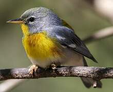 Northern Parula