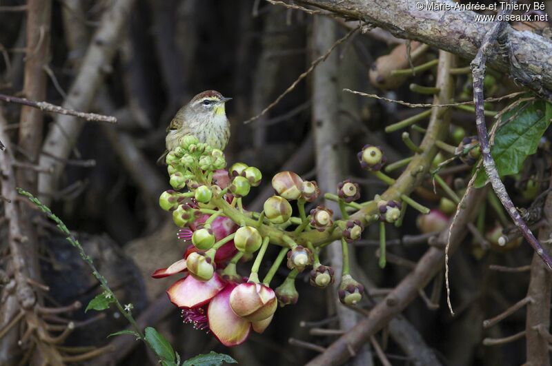 Palm Warbler