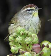 Palm Warbler