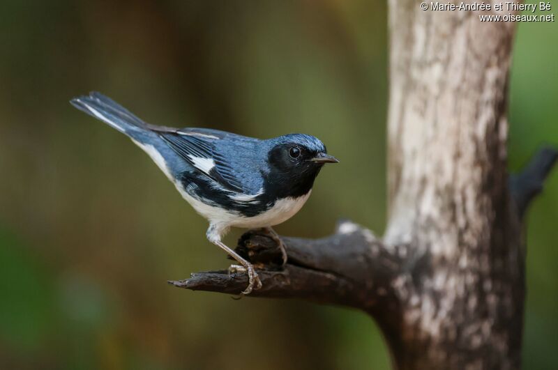 Paruline bleue mâle