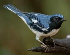 Black-throated Blue Warbler