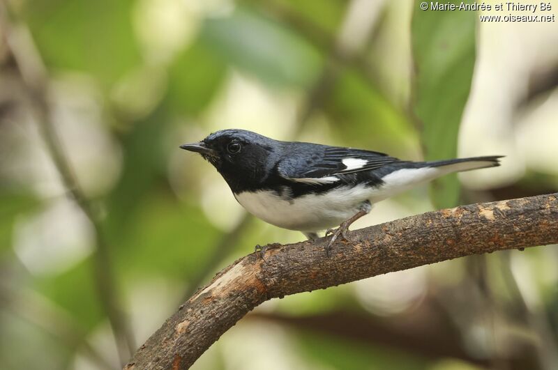 Black-throated Blue Warbler male