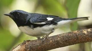 Black-throated Blue Warbler