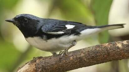 Paruline bleue