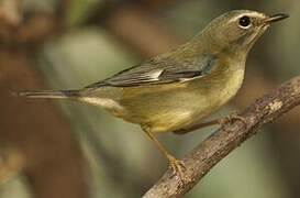 Black-throated Blue Warbler