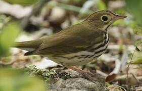 Ovenbird