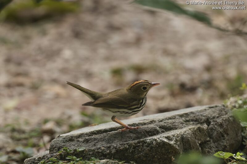 Ovenbird