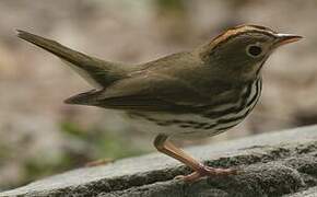 Ovenbird