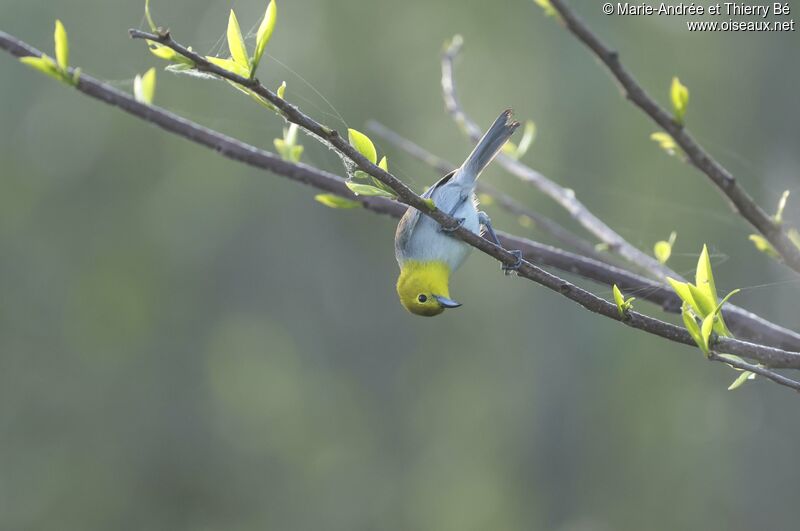 Yellow-headed Warbler