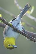 Yellow-headed Warbler