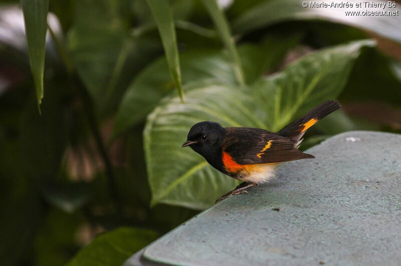 Paruline flamboyante mâle