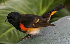 American Redstart