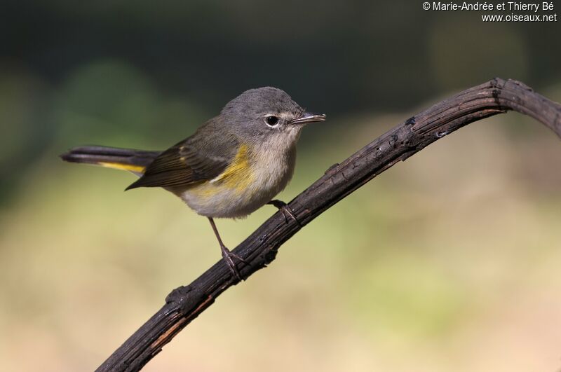 American Redstart female