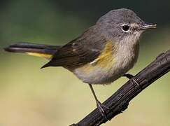 American Redstart