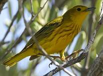 Paruline jaune