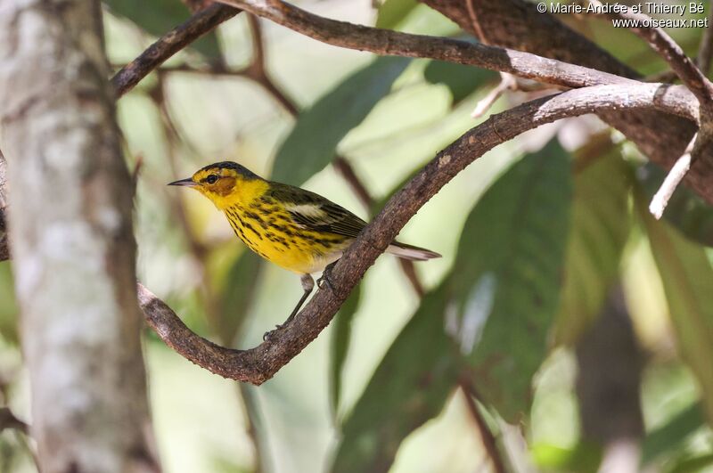 Cape May Warbler male