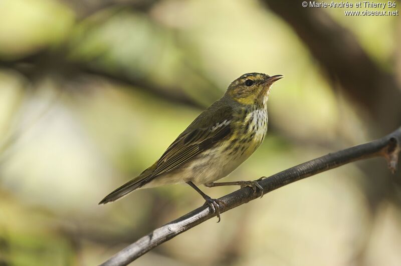 Cape May Warbler