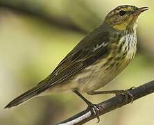 Cape May Warbler