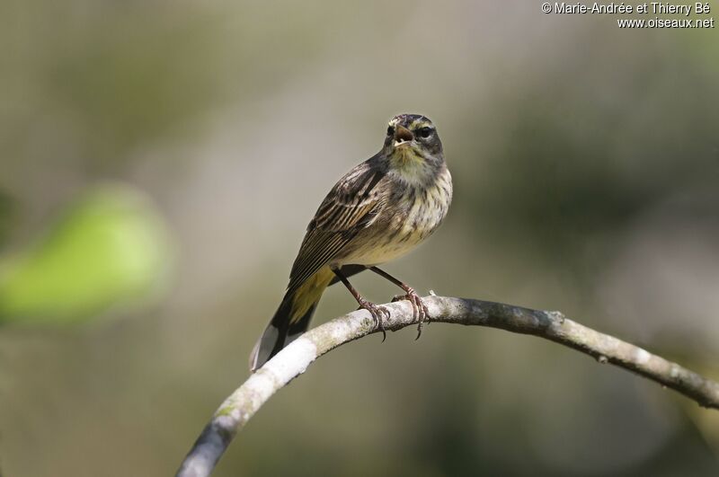 Cape May Warbler