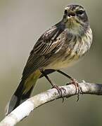 Cape May Warbler