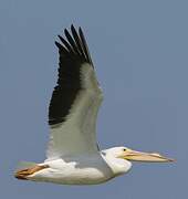 American White Pelican