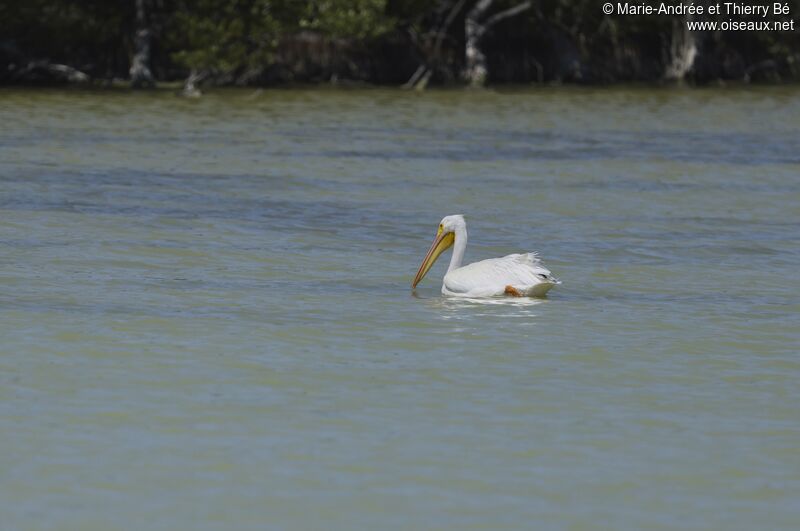 American White Pelican