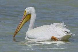 American White Pelican