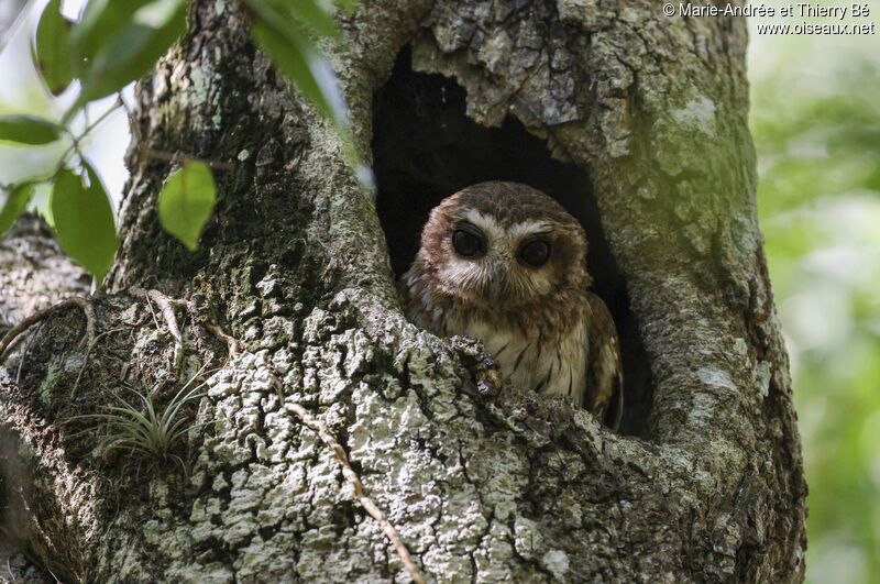 Bare-legged Owl