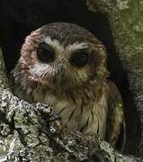 Bare-legged Owl