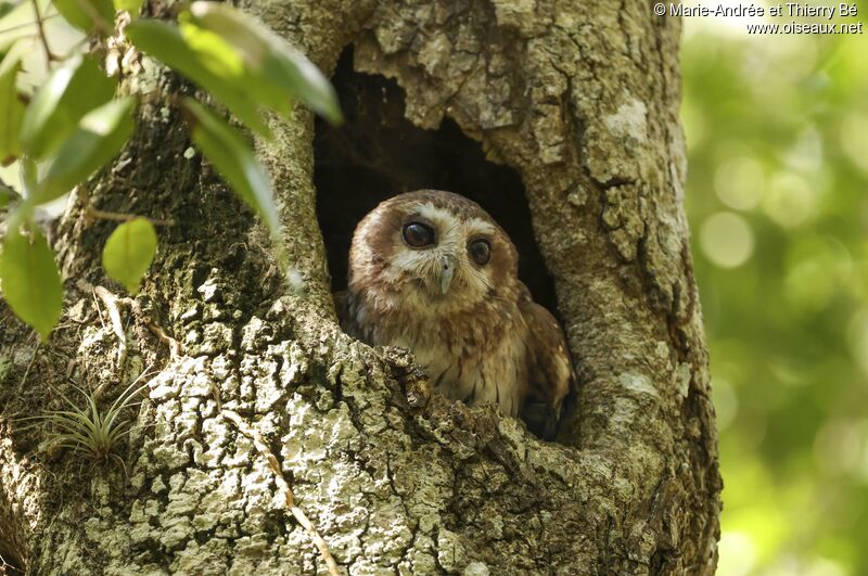 Bare-legged Owl