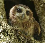 Bare-legged Owl