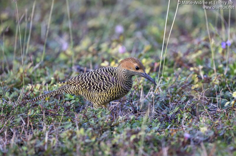 Fernandina's Flicker