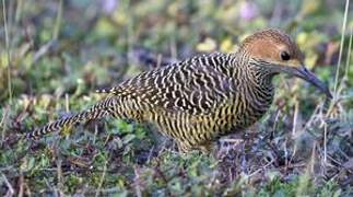 Fernandina's Flicker