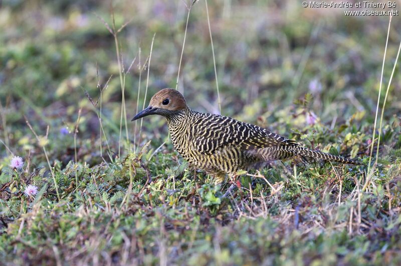 Fernandina's Flicker