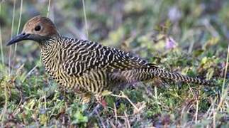 Fernandina's Flicker