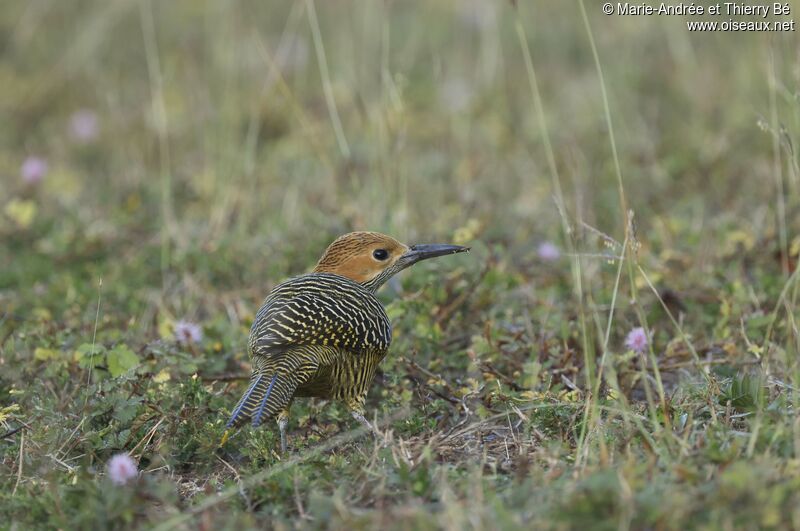 Fernandina's Flicker