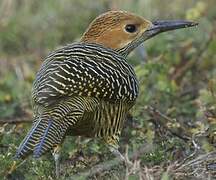 Fernandina's Flicker