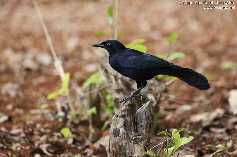 Greater Antillean Grackle