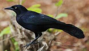 Greater Antillean Grackle